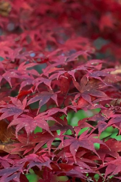 Клен пальмолистий Ред Емперор|Acer palmatum ’Red Emperor’|Клен Ред Емперор